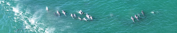 Bottlenose Dolphins